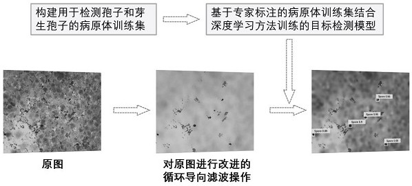 An improved pathogen detection method, device and storage medium based on an improved loop-guided filtering algorithm