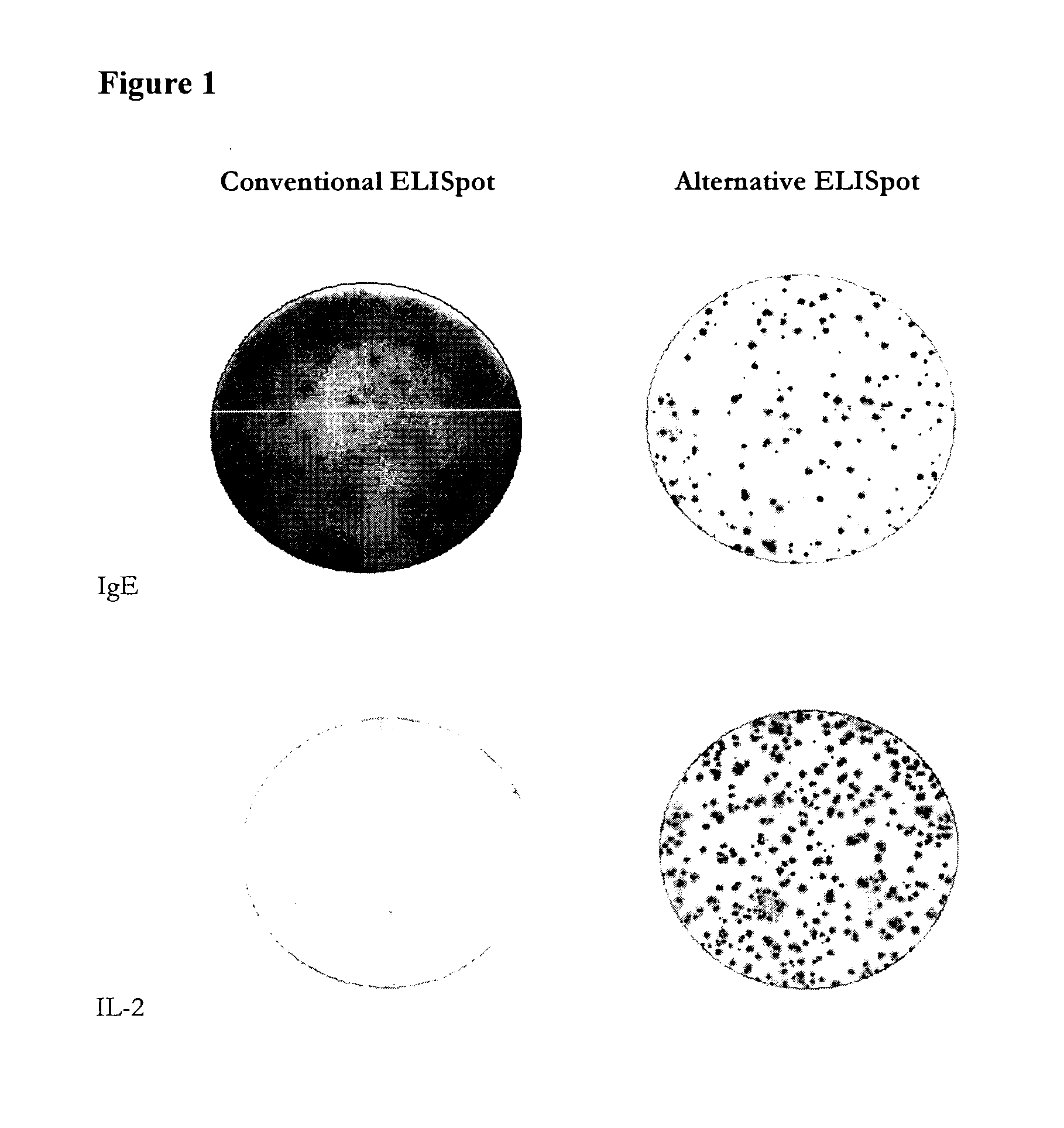 Antibody-secreting cell assay