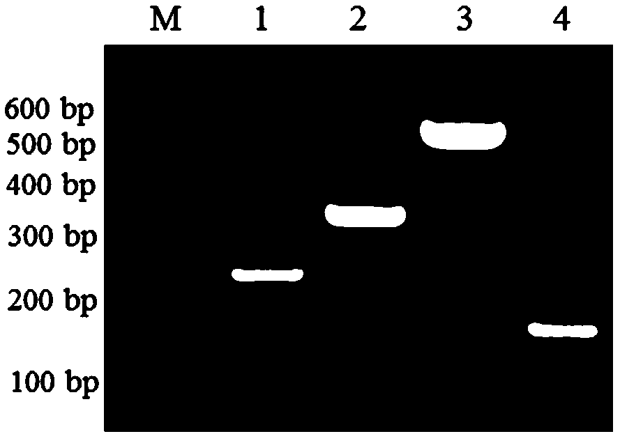 Specific primer set, kit and application for analyzing the diversity of Fusarium soybean root rot fungus