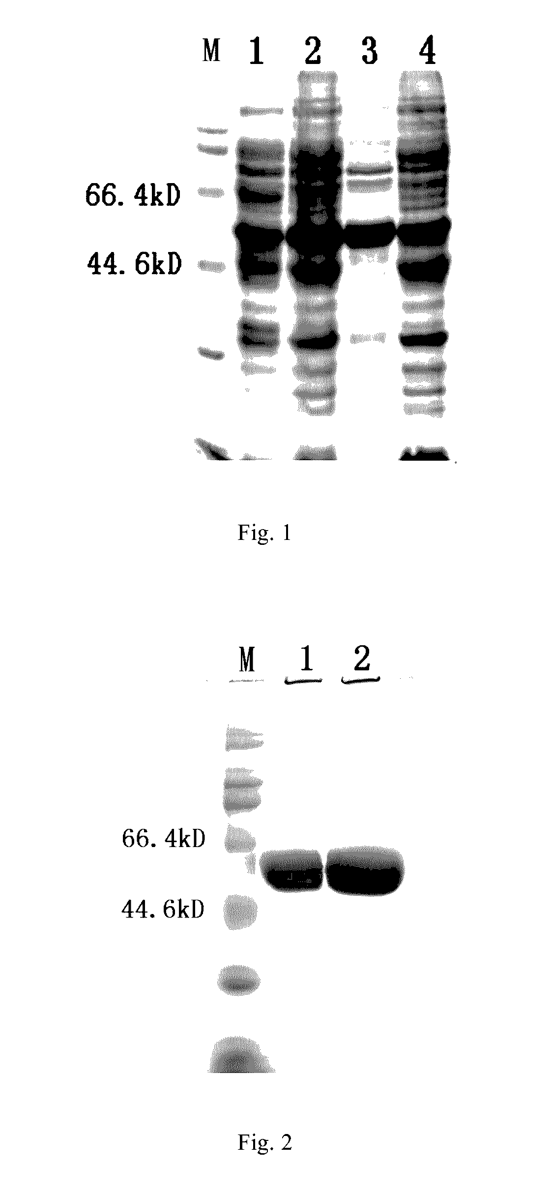 Truncated L1 protein of human papillomavirus type 52