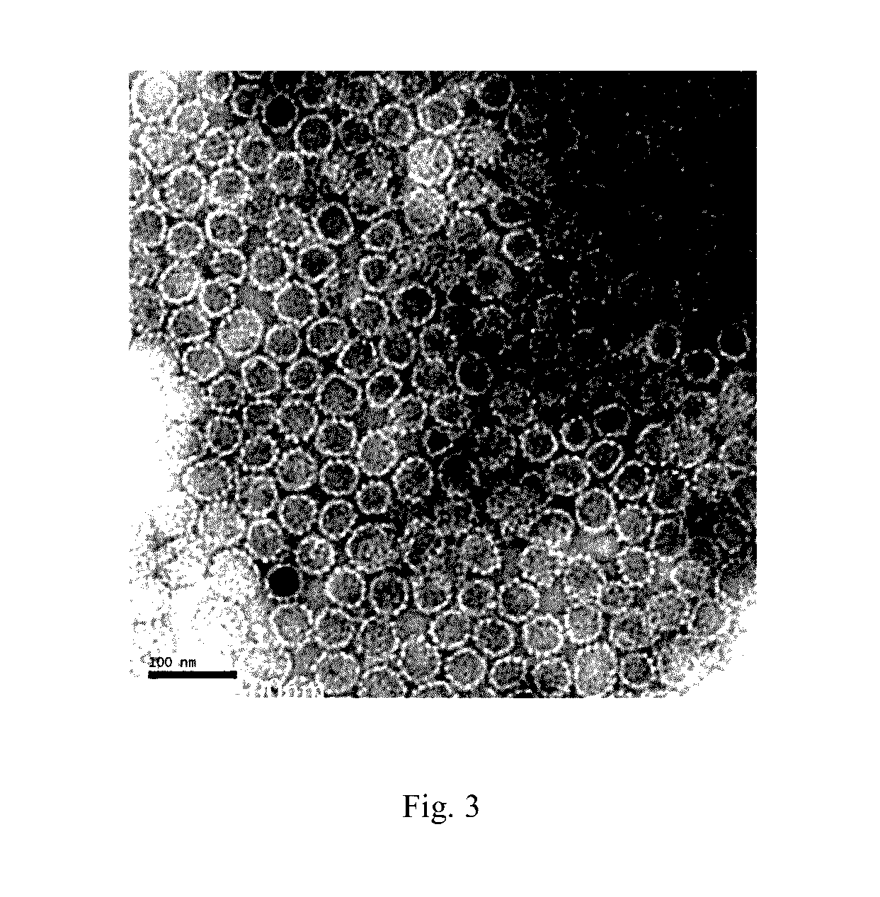 Truncated L1 protein of human papillomavirus type 52