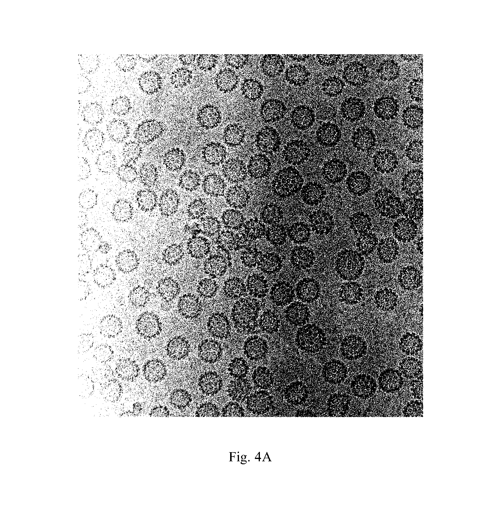 Truncated L1 protein of human papillomavirus type 52