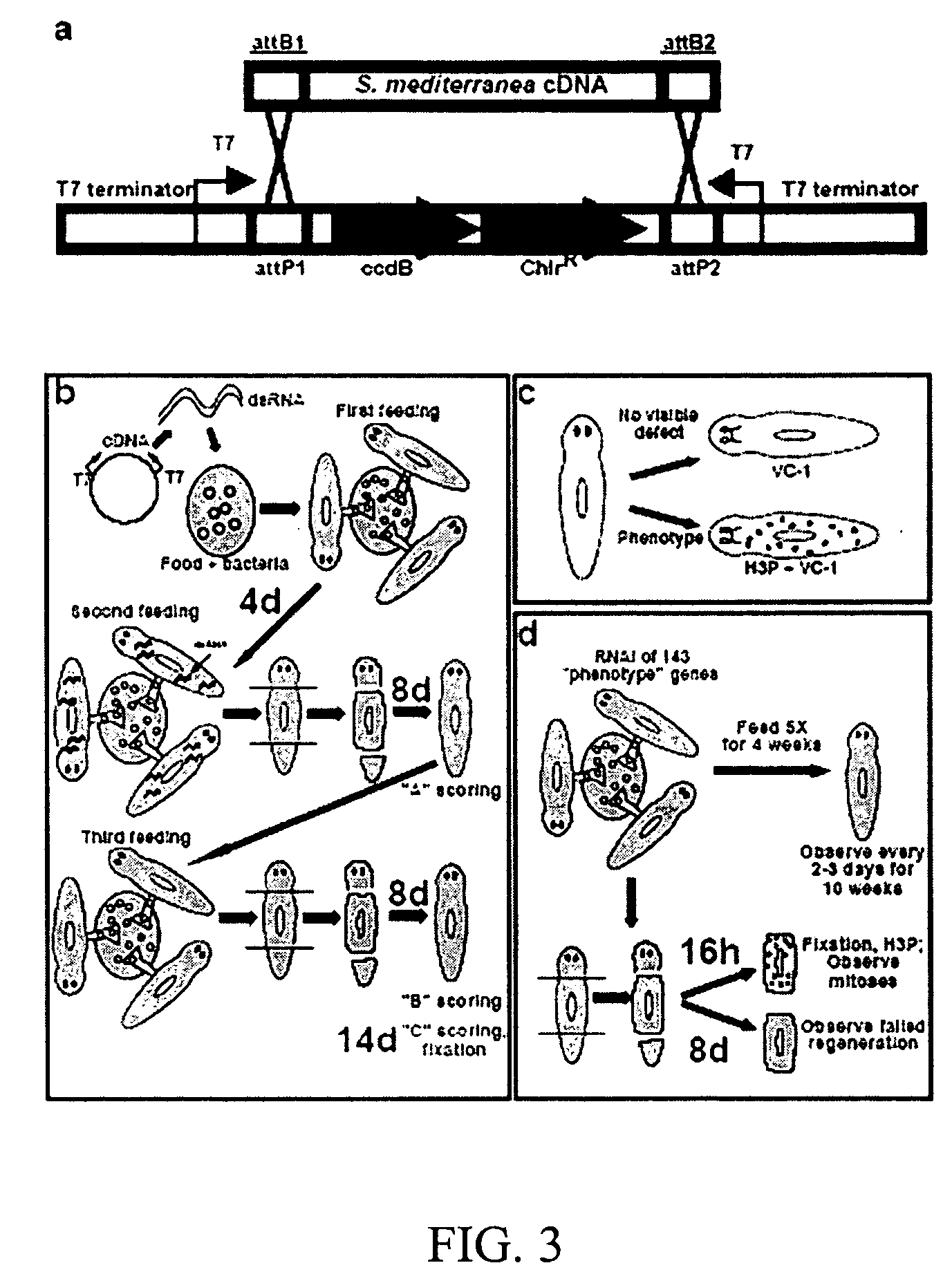 Methods and compositions for RNA interference