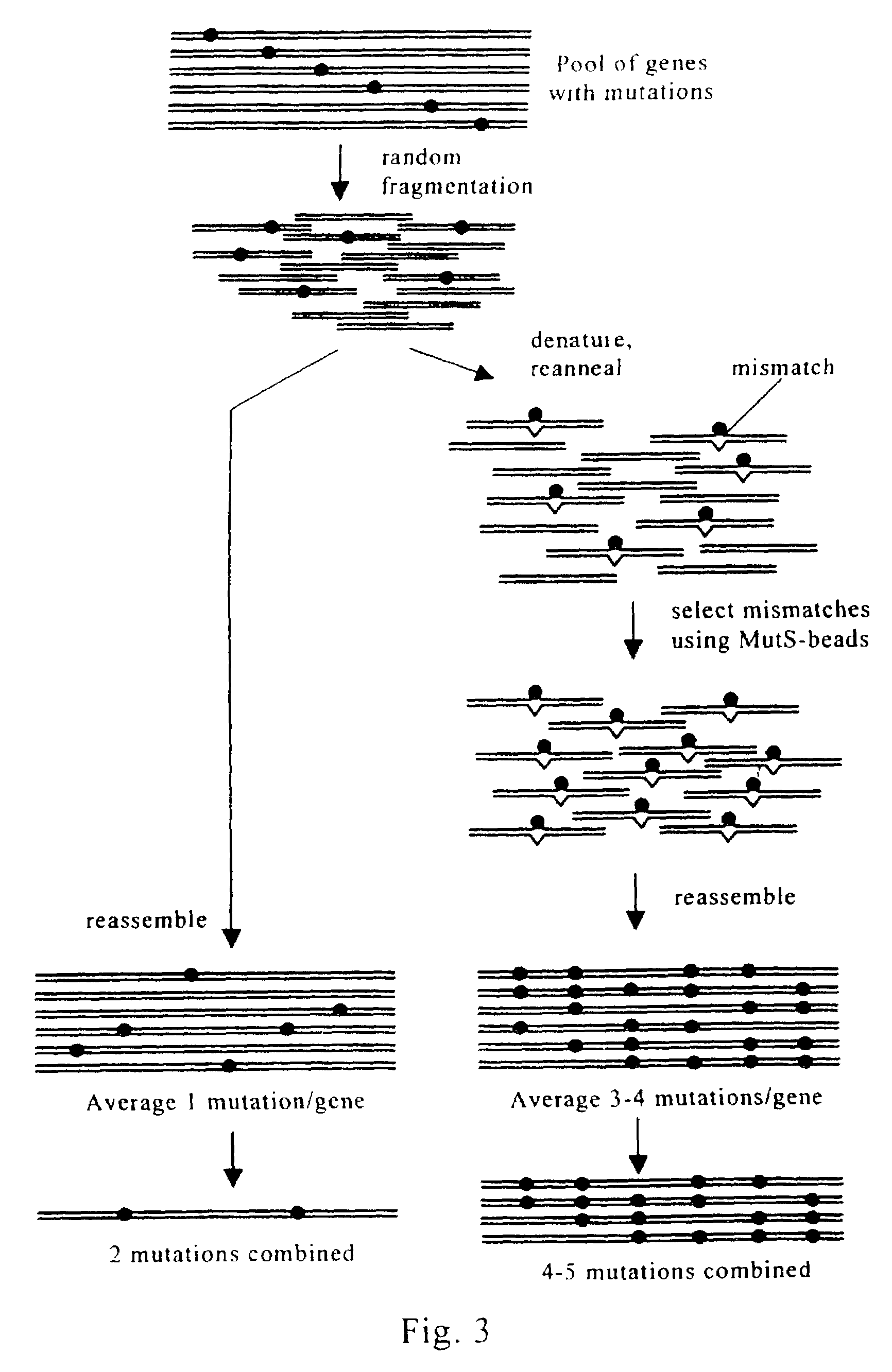 Evolution of whole cells and organisms by recursive sequence recombination