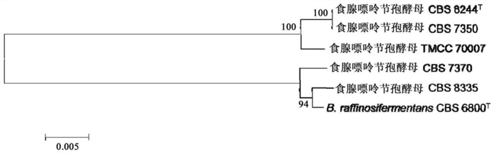 DNA barcode primers, DNA barcodes, kits, methods and applications for rapid identification of Arthrospora adenophagous strains