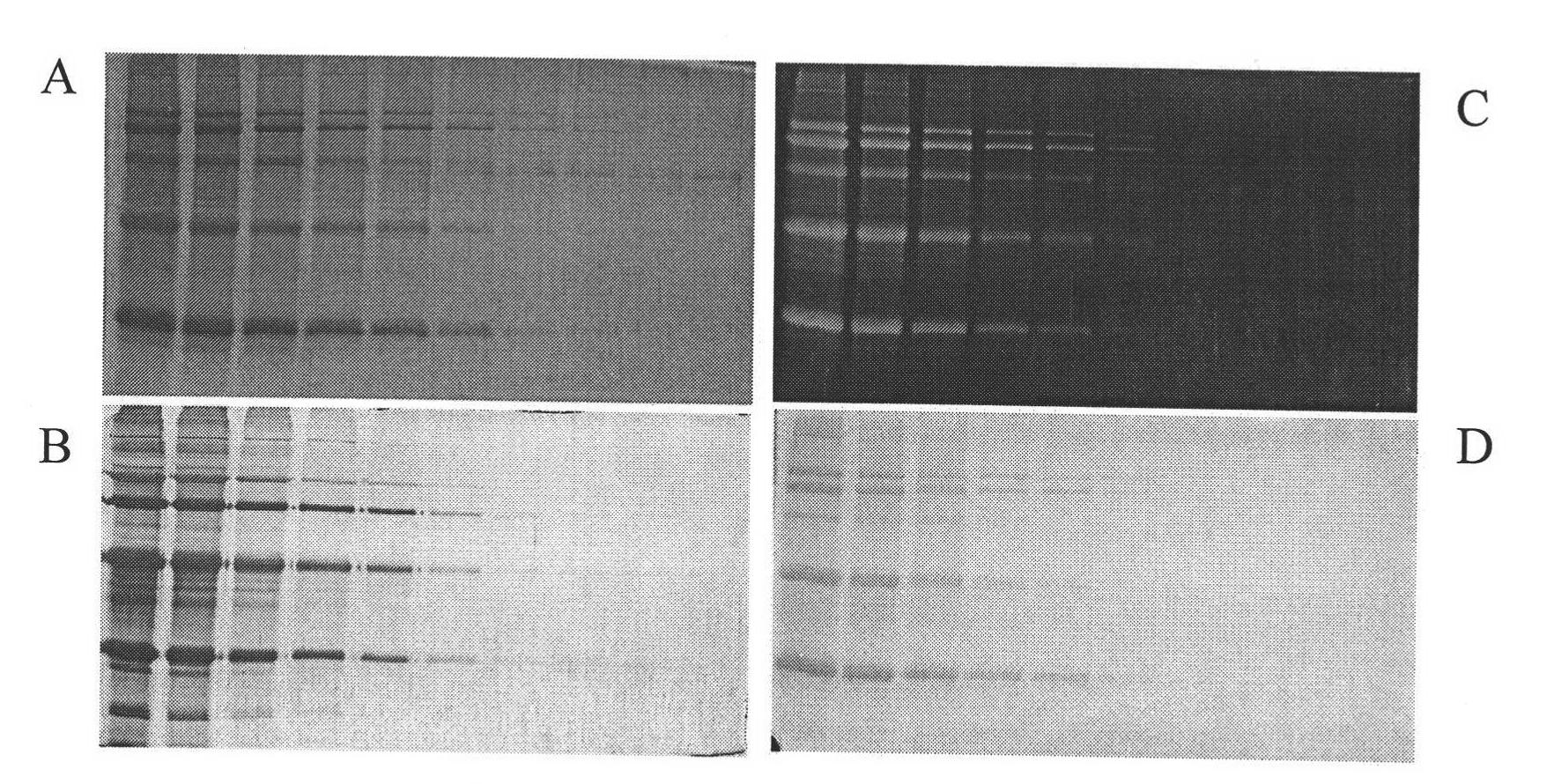 Application of eosin and derivative of eosin in protein detection