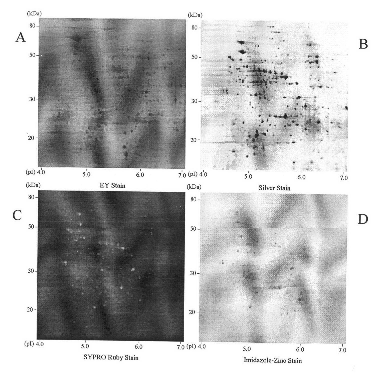 Application of eosin and derivative of eosin in protein detection