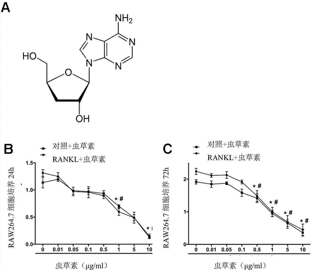 Application of cordycepin in preparation of medicine for preventing and treating osteoporosis