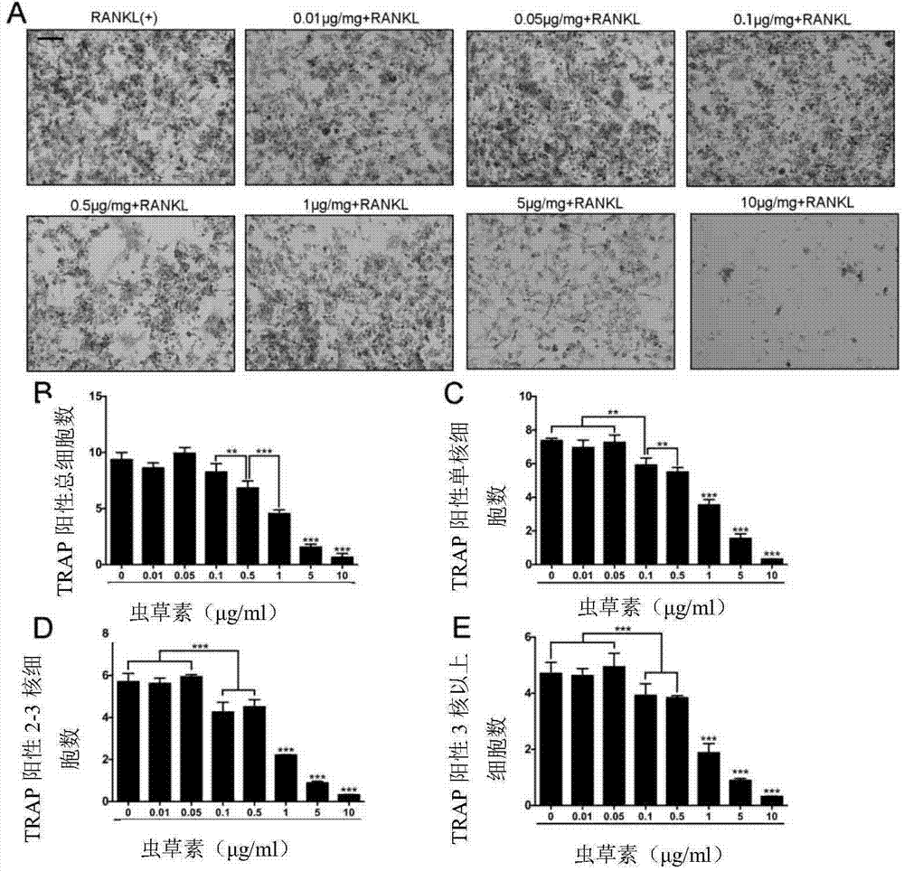 Application of cordycepin in preparation of medicine for preventing and treating osteoporosis