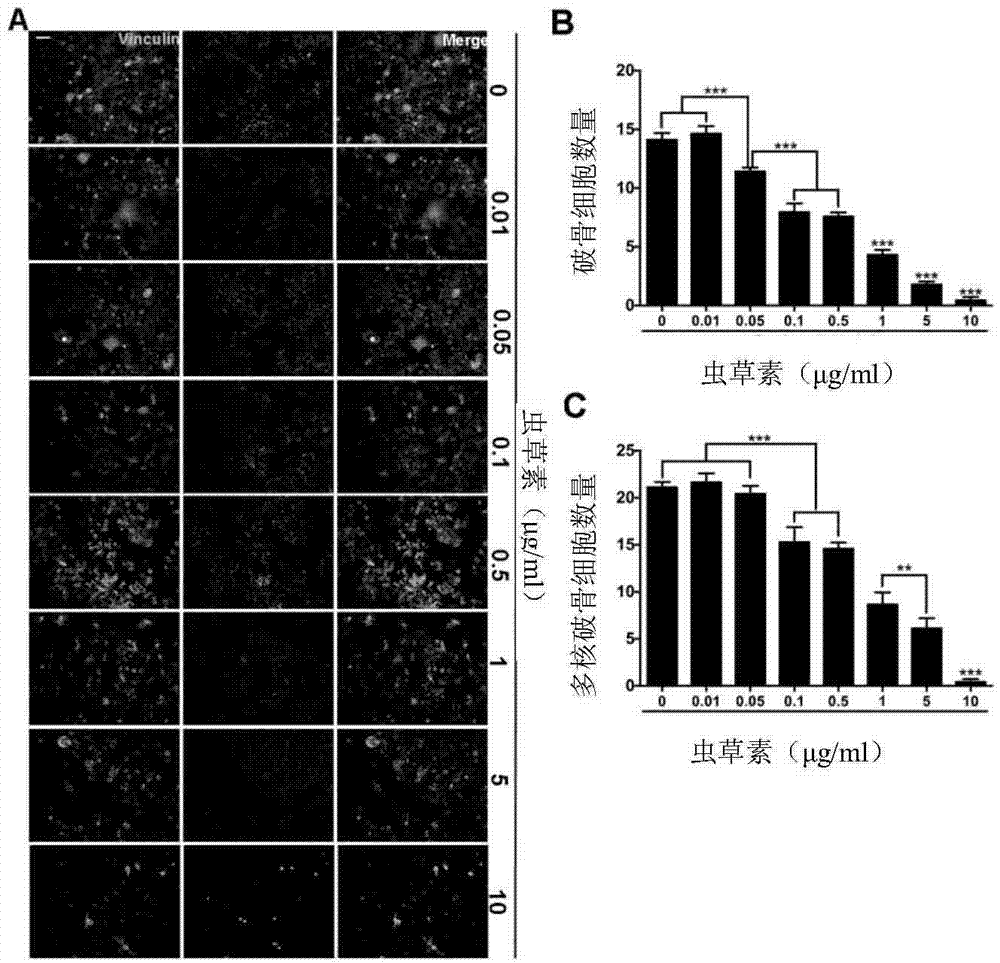 Application of cordycepin in preparation of medicine for preventing and treating osteoporosis