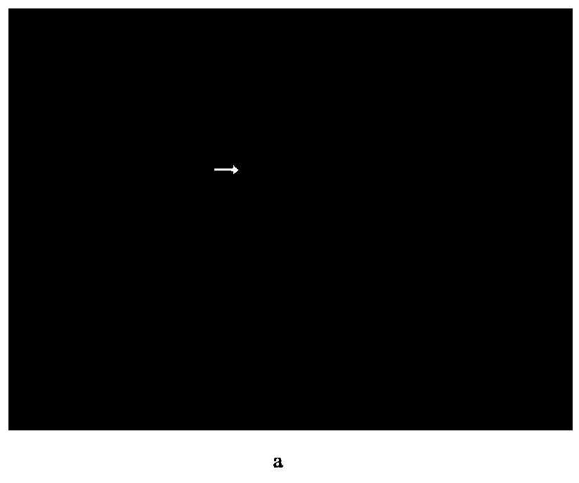 Liver protecting Chinese medicine preparation for aquiculture animals and preparation method thereof