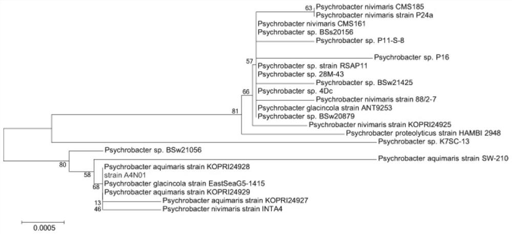 Marine self-flocculating bacterium, halophilic nitrogen assimilation microbiome driven and developed by marine self-flocculating bacterium, and construction method and application of halophilic nitrogen assimilation microbiome