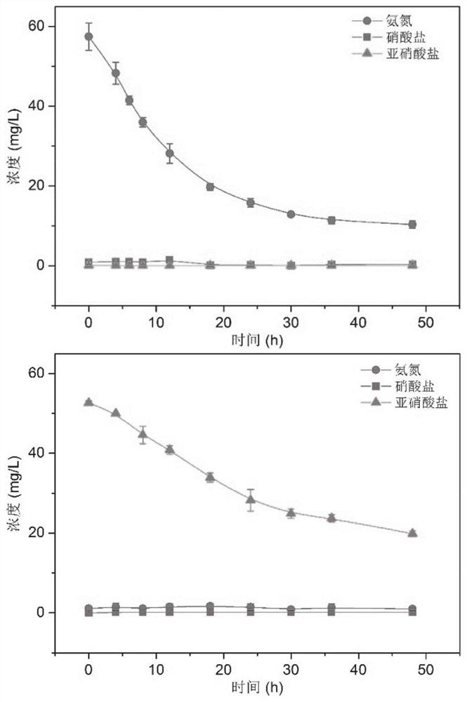 Marine self-flocculating bacterium, halophilic nitrogen assimilation microbiome driven and developed by marine self-flocculating bacterium, and construction method and application of halophilic nitrogen assimilation microbiome