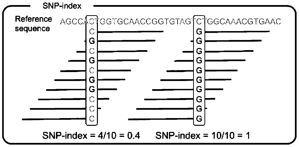 Method for quickly and accurately positioning chromosomes of laver economic traits and application