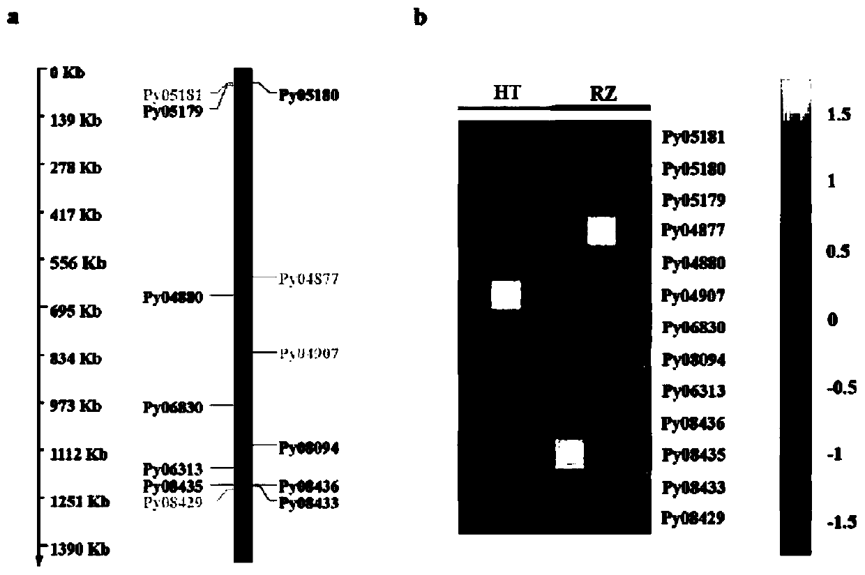 Method for quickly and accurately positioning chromosomes of laver economic traits and application