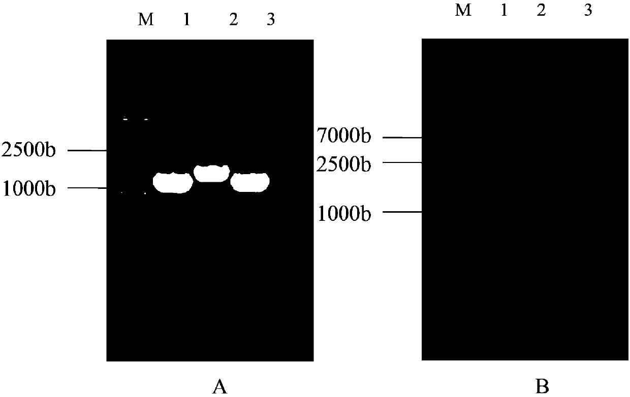 Recombinant proteins PspA1, PspA2 and PspA3, and polysaccharide conjugation vaccine containing the same