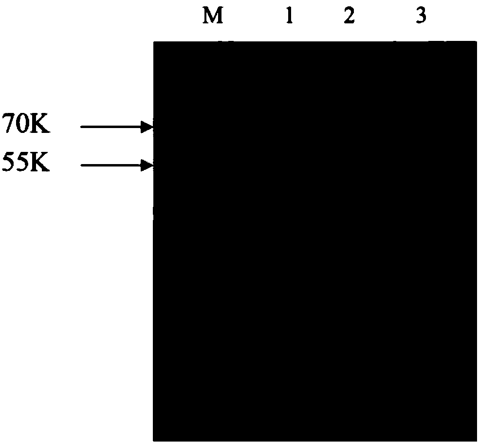 Recombinant proteins PspA1, PspA2 and PspA3, and polysaccharide conjugation vaccine containing the same