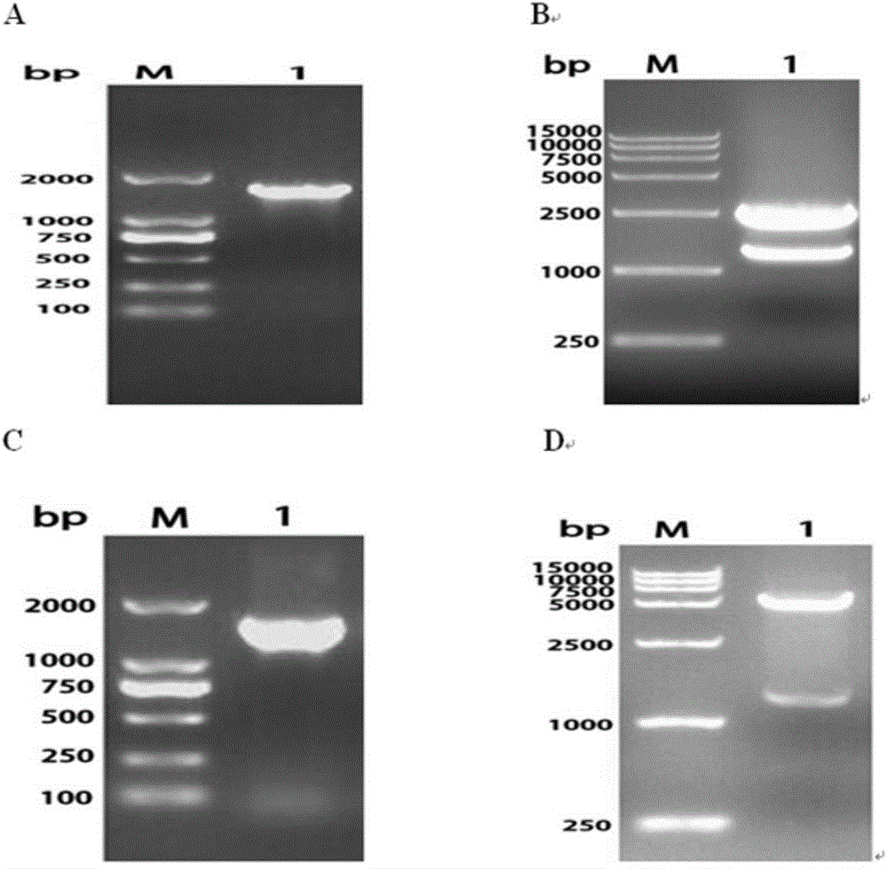 Riemerella anatipestifer OmpA/MotB signal peptide-removal recombinant protein, antibody and preparation method and application thereof