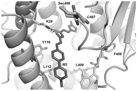 A fluorescent probe targeting mitochondrial thioredoxin reductase and its preparation method and application