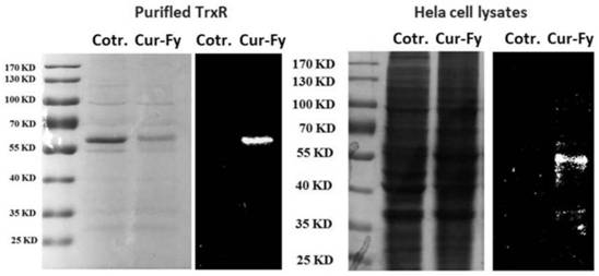 A fluorescent probe targeting mitochondrial thioredoxin reductase and its preparation method and application