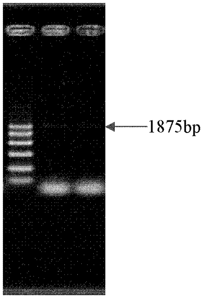 Low-temperature drought induced promoter of zeamays and activity analysis