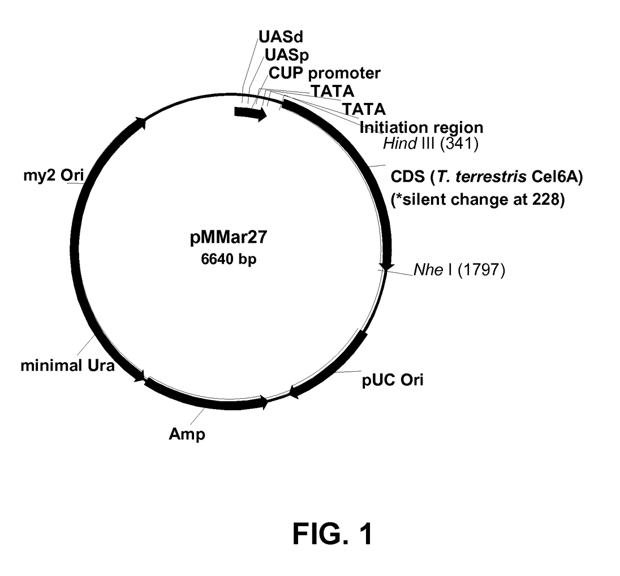 Xyloglucan Endotransglycosylase variants and Polynucleotides Encoding Same