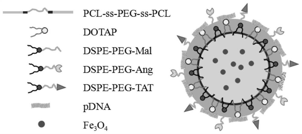 Brain-glioma-targeting therapy gene delivery vector and delivery system