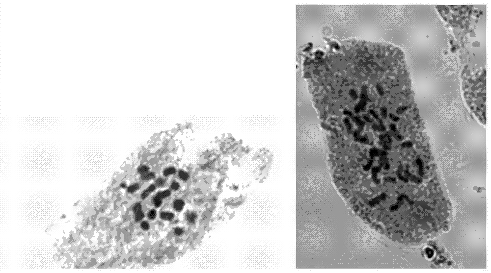 A kind of centella asiatica polyploid and its induced breeding method