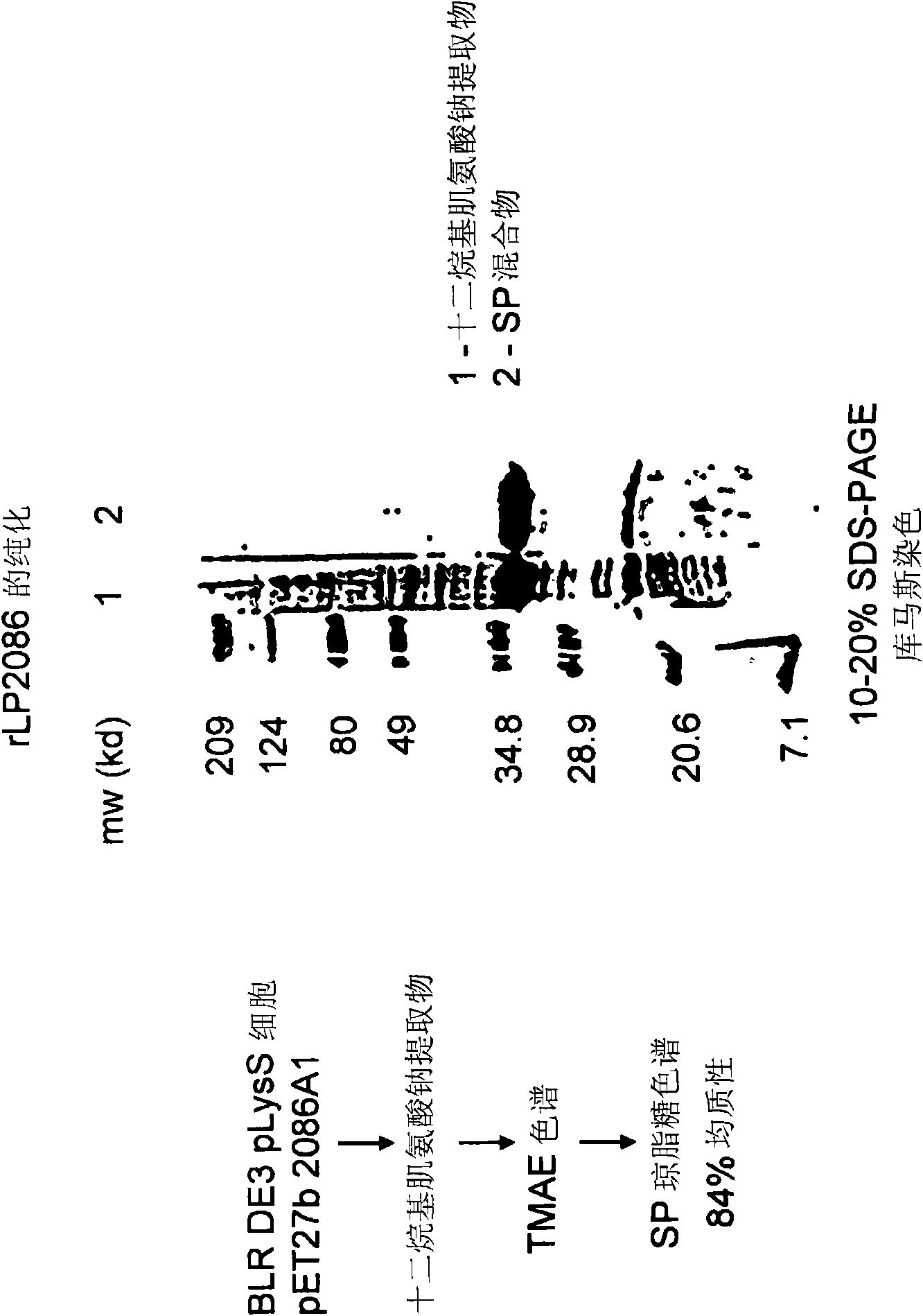 Novel immunogenic compositions for the prevention and treatment of meningococcal disease