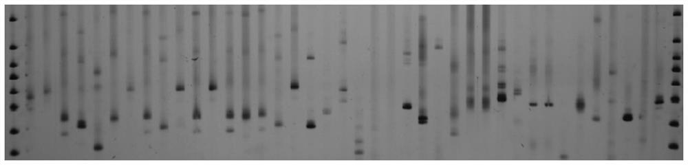 Camphor tree whole genome ssr molecular marker and its preparation method and application