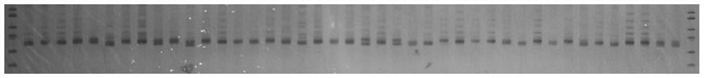 Camphor tree whole genome ssr molecular marker and its preparation method and application