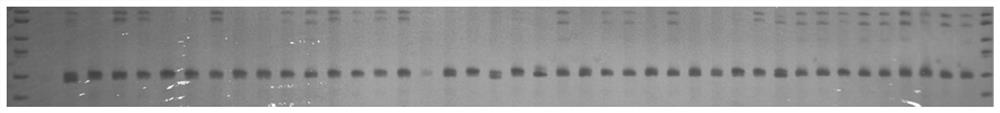 Camphor tree whole genome ssr molecular marker and its preparation method and application