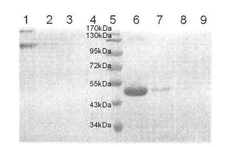 Experimental technology for Fc segment fusion gene (VEGF165-Fc) of recombinant human vascular endothelial growth factor 165 and immune globulin