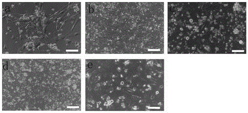 Method for efficiently separating mouse spermatogonial stem cells