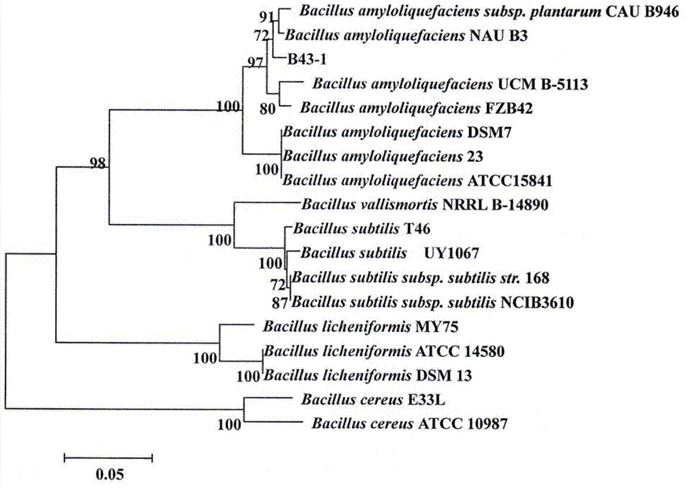 Bacillus amyloliquefaciens and application thereof