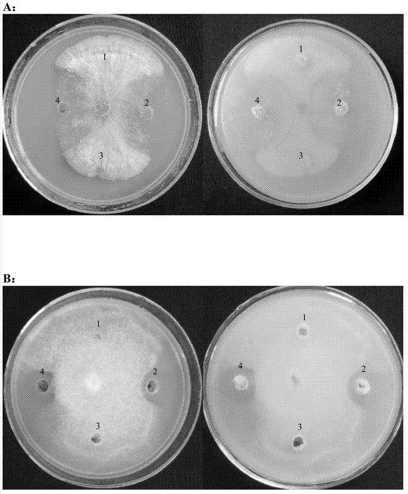 Bacillus amyloliquefaciens and application thereof