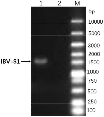 Genetic engineering subunit vaccine of avian infectious bronchitis