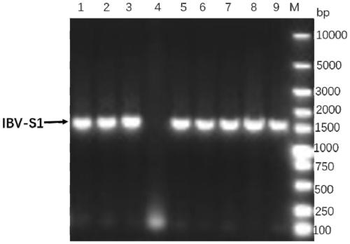 Genetic engineering subunit vaccine of avian infectious bronchitis