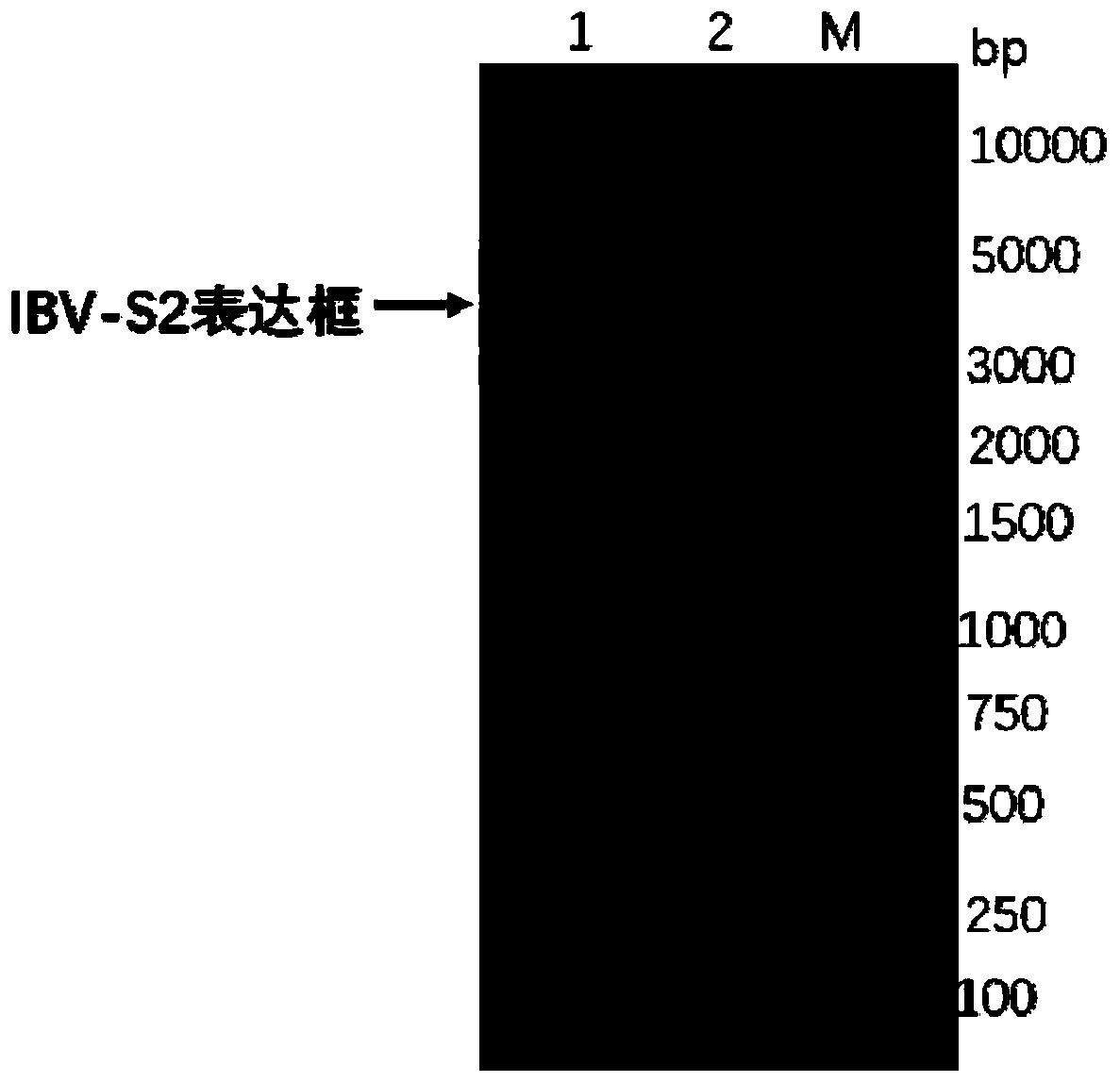 Genetic engineering subunit vaccine of avian infectious bronchitis