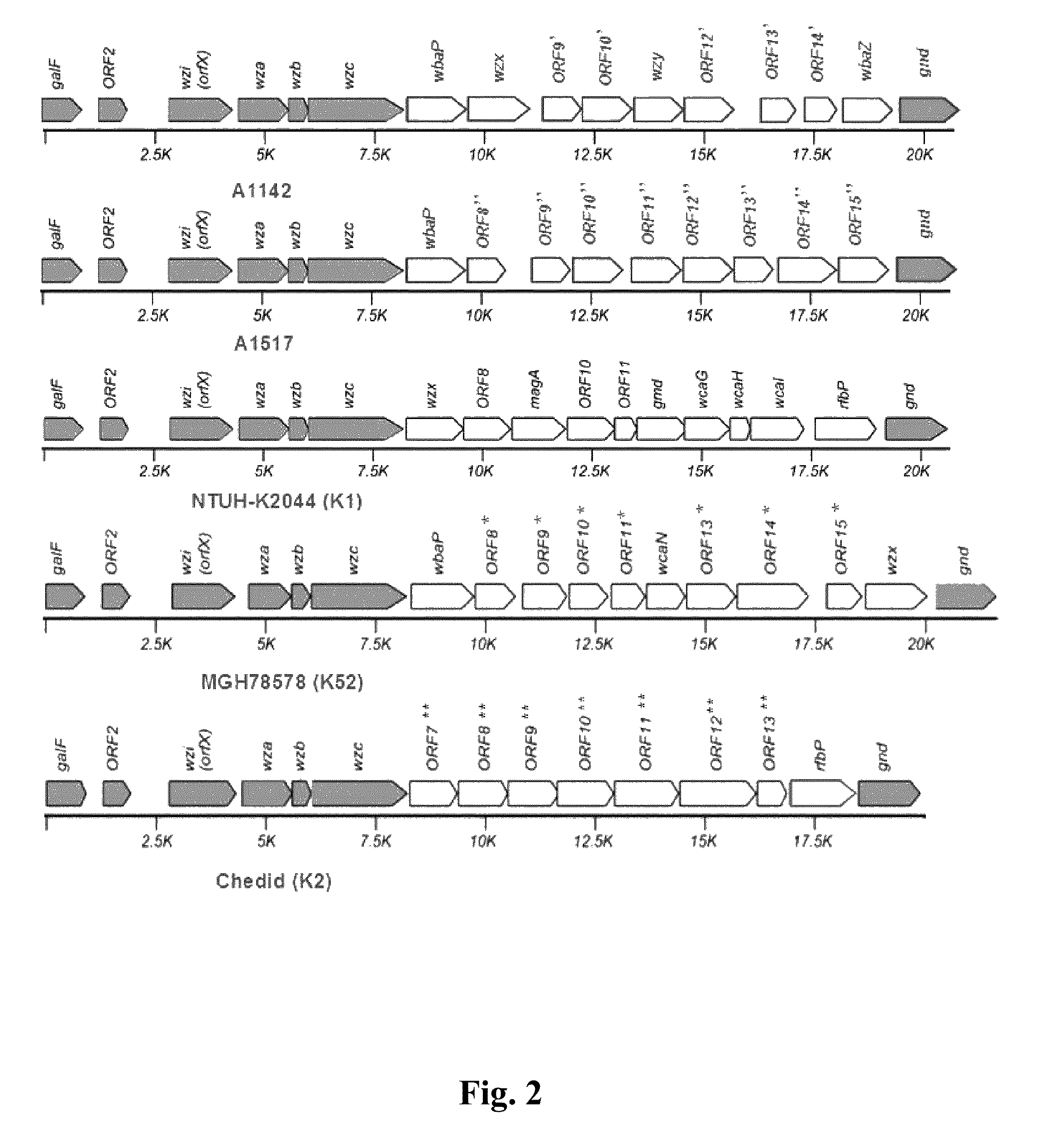 PCR method for identifiying a serotype of Klebsiella pneumoniae by using cps region primers and application thereof