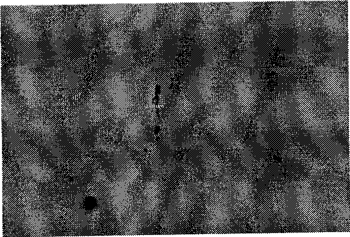 High-carbon steel wire for superfine steel wire and manufacturing method thereof