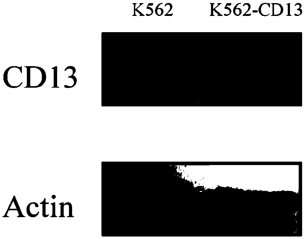 Method for determining enzyme-inhibiting activity of aminopeptidase N inhibitor and application