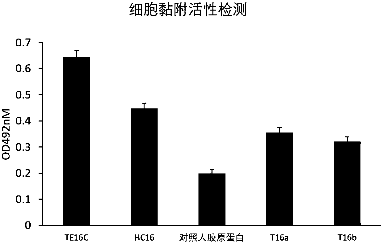 Polypeptide, and production method and application thereof