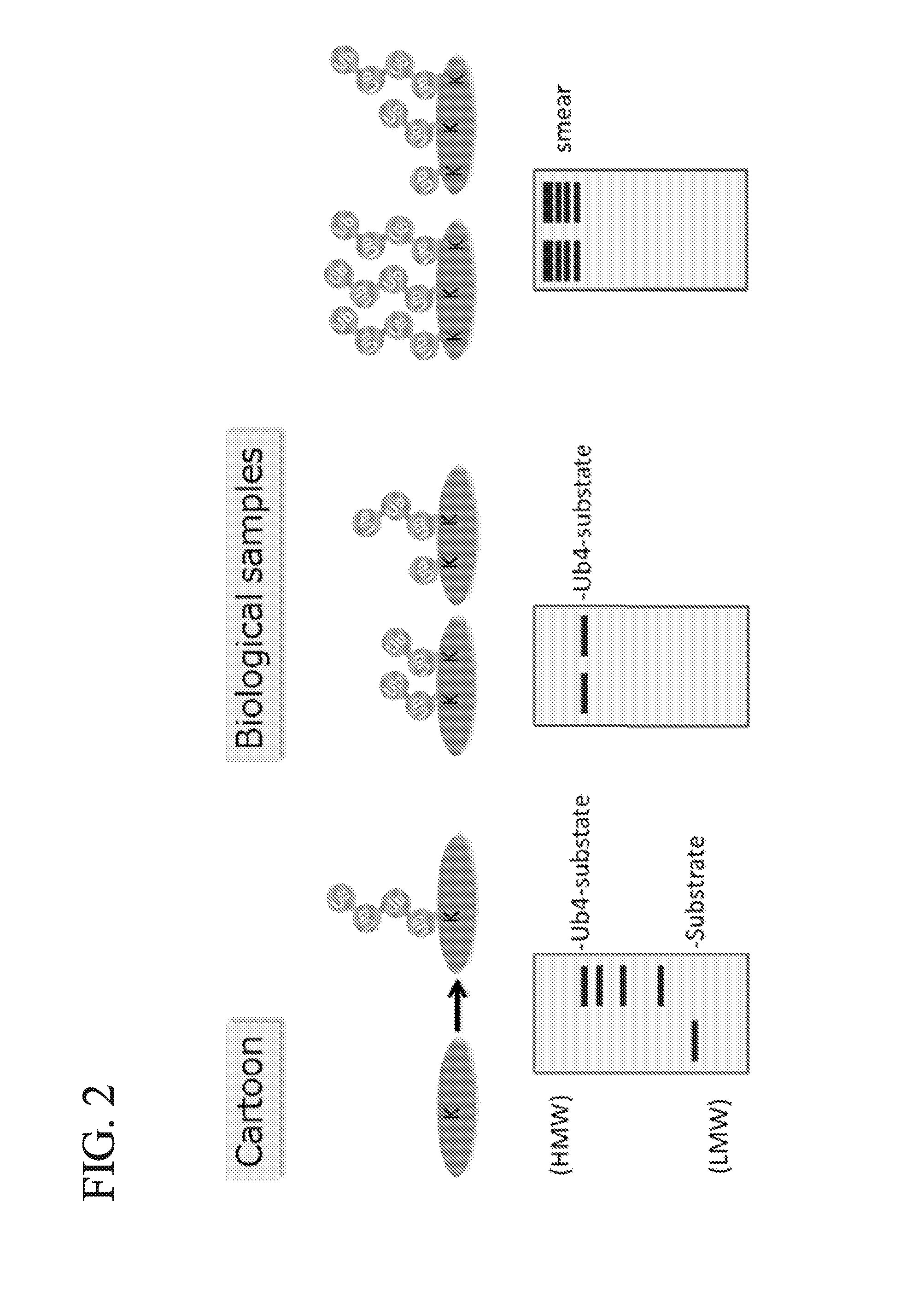 Method for Determining Ubiqutin Chain Length