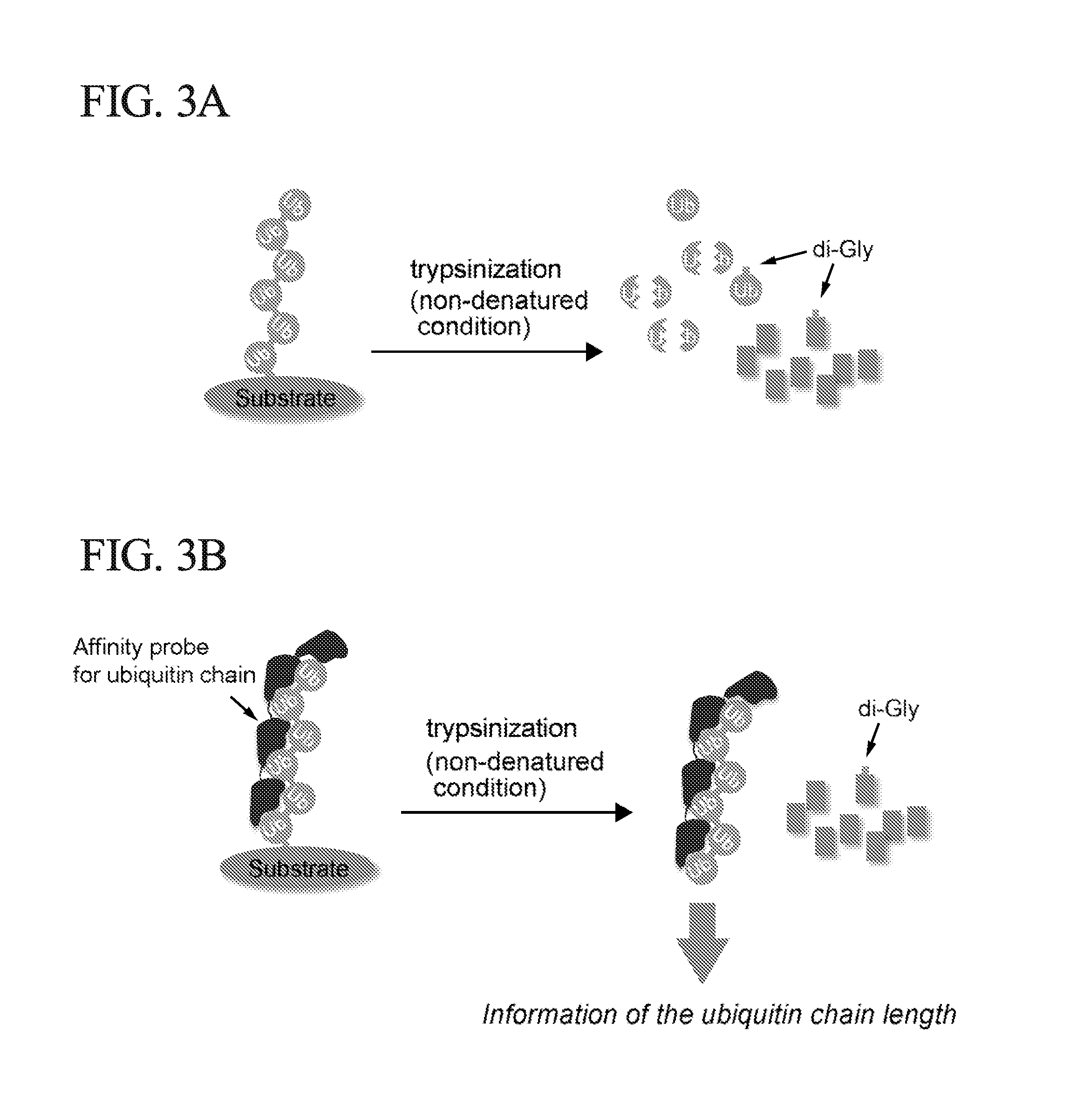 Method for Determining Ubiqutin Chain Length