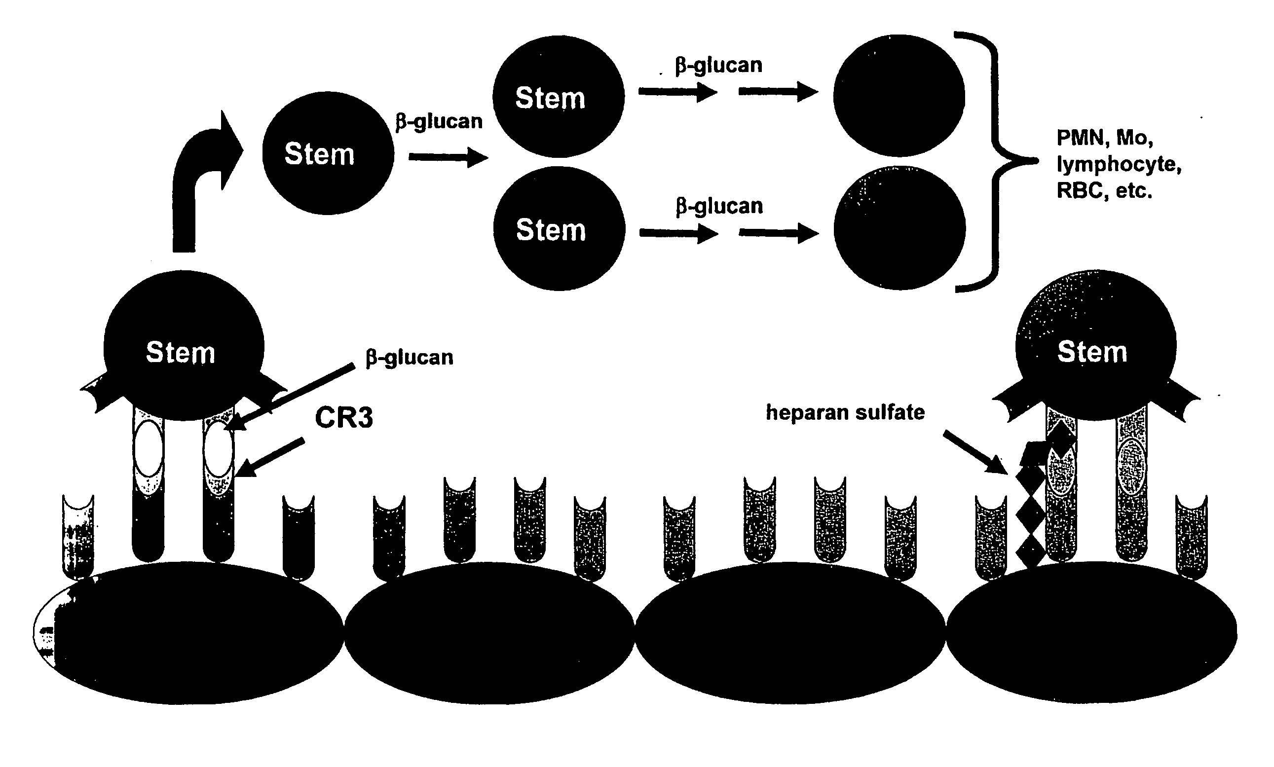 Effect of beta-glucan on stem cell recruitment and tissue repair