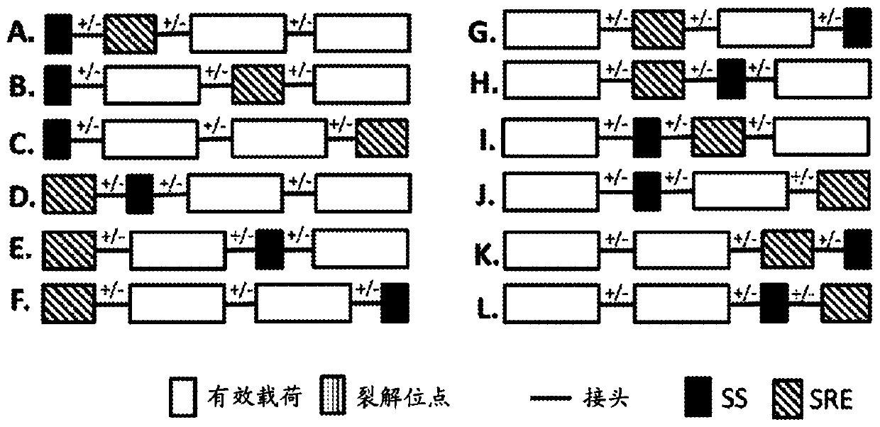 Cd19 compositions and methods for immunotherapy