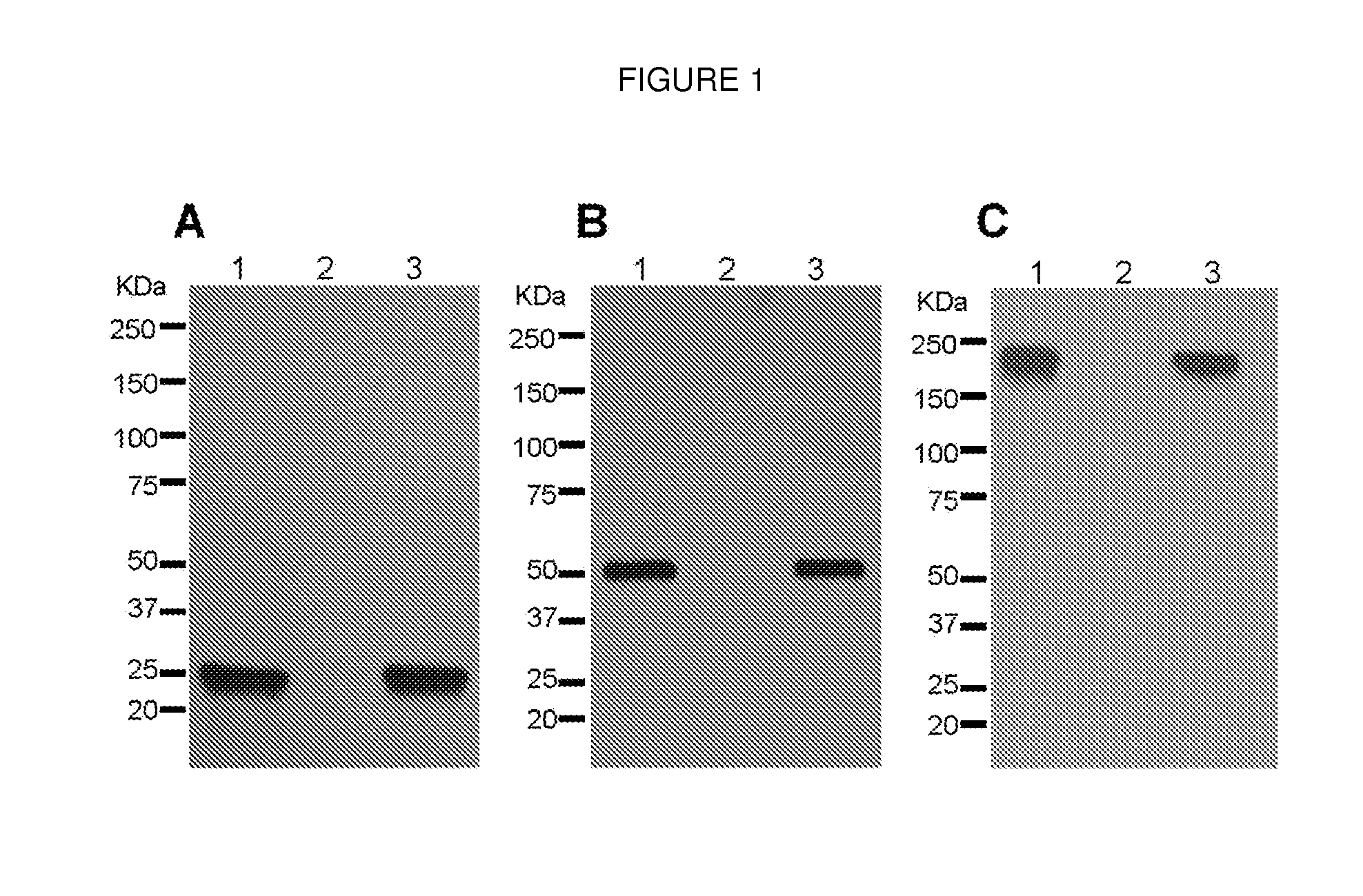 Production of a monoclonal antibody therapeutic against west nile virus in plants