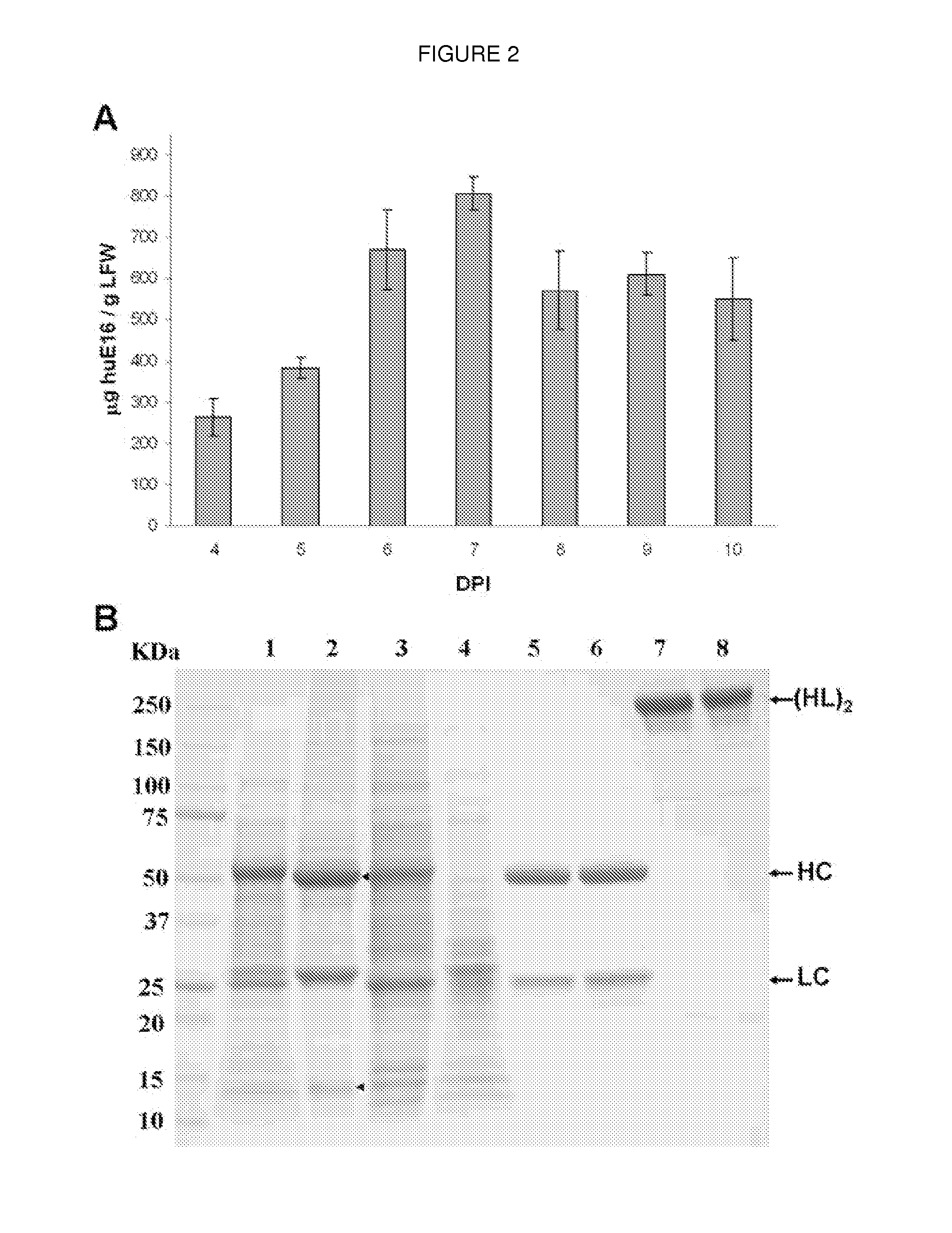 Production of a monoclonal antibody therapeutic against west nile virus in plants