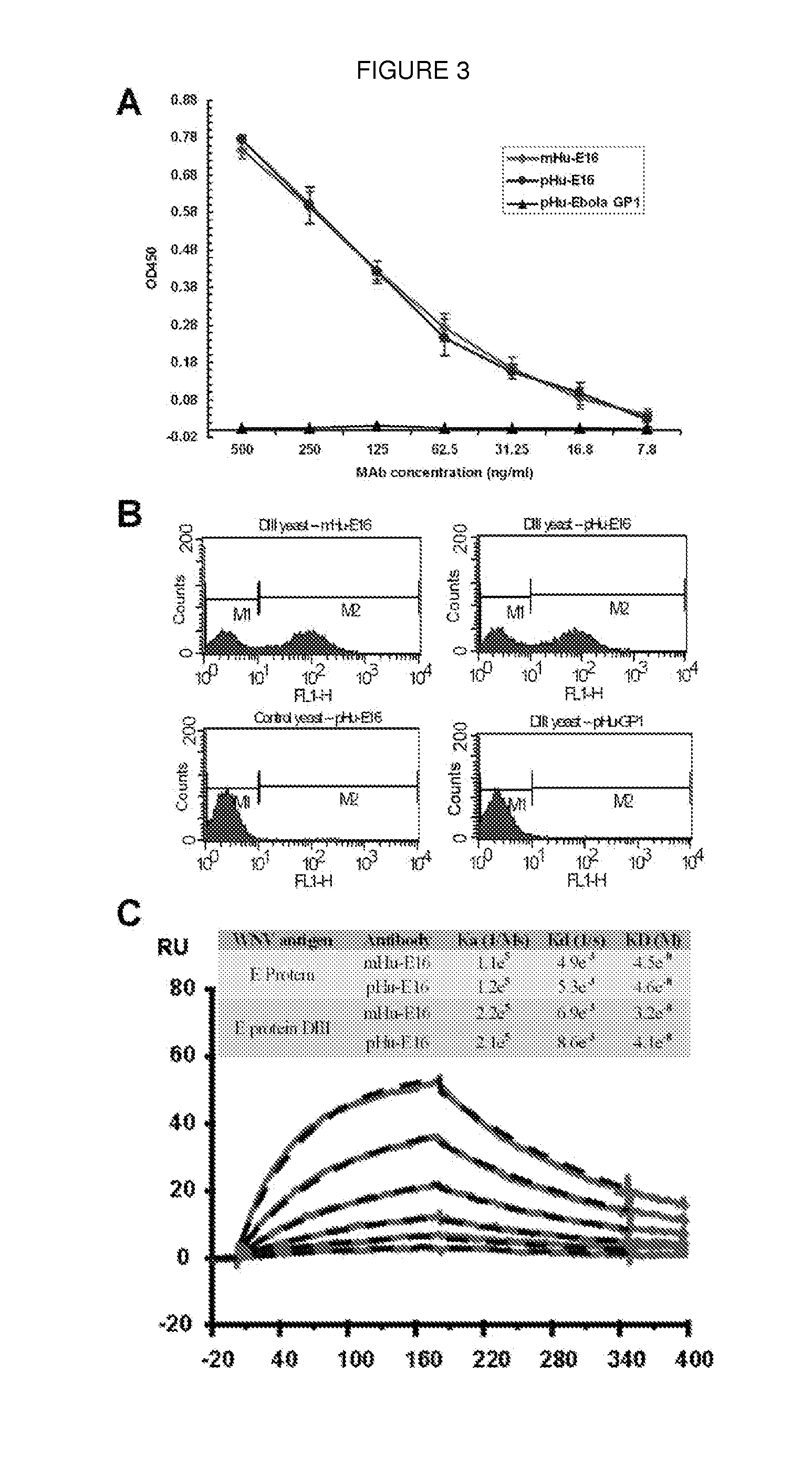 Production of a monoclonal antibody therapeutic against west nile virus in plants